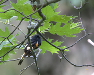 American Redstart 4612